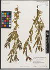 Foto von Salix triandra L.